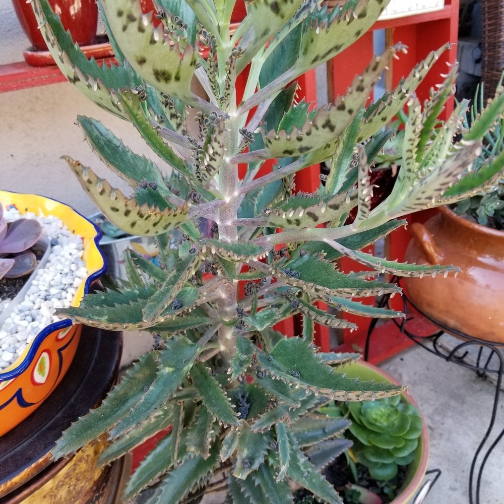 Meet your Posher, Evita